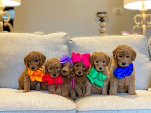 March Puppies - Quinn / Beau Litter - Mini/Medium F1B Goldendoodles/ Go Home 4-7.