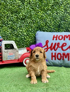 Maggie West's Purple Girl mini Goldendoodle 