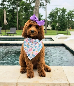 Harper's Purple Girl F1BB Standard Goldendoodle