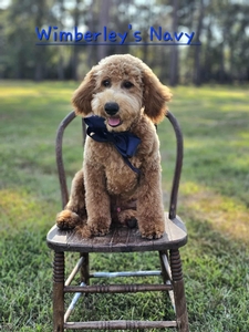 Wimberly's Navy Boy F1B Medium Goldendoodle