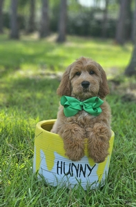 Wimberly's Green Boy F1B Medium Goldendoodle
