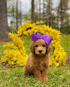 Sadie D Purple Girl F1B mini GoldenDoodle 