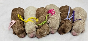 March puppies - Kaia / Goose F1B Medium Goldendoodles 