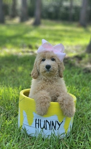Wimberly's Light Pink Girl F1B Mini /Medium Goldendoodle