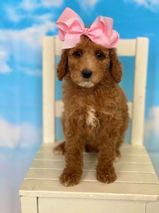 September Puppies - Gracie / Rivers F1BB Mini Goldendoodles 