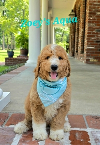 Zoey's Aqua Boy standard Pyredoodle 
