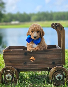 Charlie Rae's Blue Boy