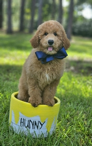 Wimberly's Navy Boy F1B Medium Goldendoodle