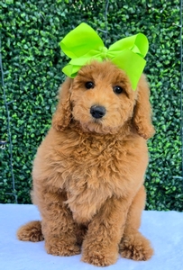 Peaches Lime Girl mini Goldendoodle 