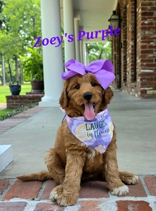 Zoey's Purple Girl standard Pyredoodle 