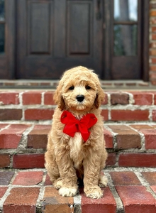 Sophie's Red Boy 