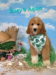 Zoey's Aqua Boy standard Pyredoodle 
