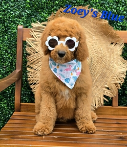 Zoey's Blue Boy standard Pyredoodle 