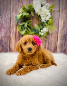 Dixie's Pink Girl F1B mini /medium GoldenDoodle