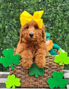 Rosie's Yellow Girl - F1BB Medium Goldendoodle