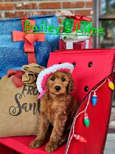 Bailey's Medium Lime Girl