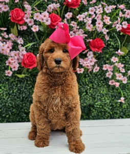Hadley's Pink Girl Standard Goldendoodle
