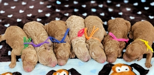 March 13th puppies - Rosie /Beau F1BB Medium  Goldendoodles