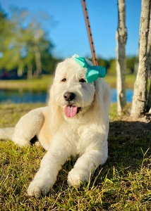 Pearl (now retired )