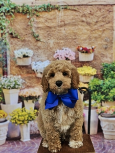 Sophie's Blue Boy mini Goldendoodle 