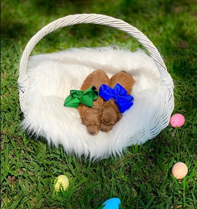 May Puppies - Dottie/ Taco Litter - Mini F1B Goldendoodles