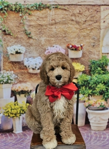 Sophie's Red Boy mini Goldendoodle 