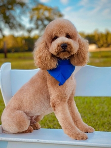 Cooper
