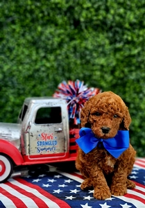 Phoebe's Blue Boy mini Goldendoodle 