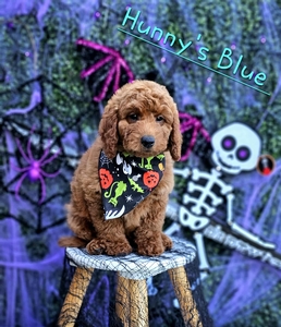Hunni's Blue Boy Petite Mini Goldendoodle