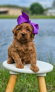 Bailey's Purple Girl 
