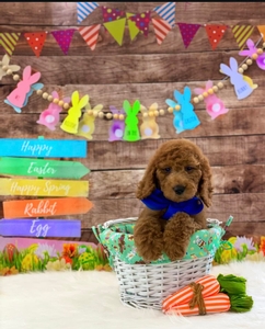 March Puppies - Dixie/ Cooper Litter - Mini /Med F1B Goldendoodles/ Go home 3-24