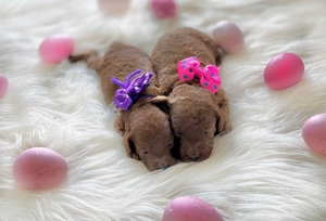 May Puppies - Reba's Litter -  Mini F1B Goldendoodles