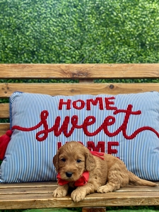 Roxy's Red Boy mini Goldendoodle