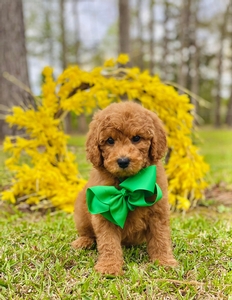  Sadie D Green Boy F1B mini GoldenDoodle 