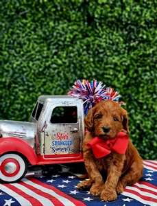 Phoebe's Red Boy mini Goldendoodle 