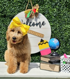 Wimberly's Yellow Girl F1B  Mini /Medium Goldendoodle