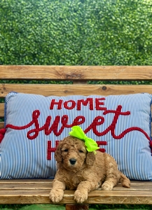 Roxy's Lime Girl mini Goldendoodle 