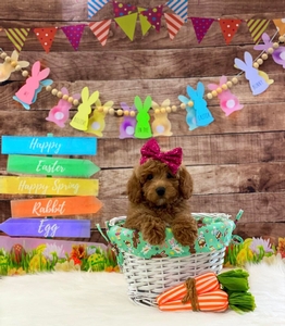 March Puppies - Sadie D/ Beau Litter - Mini F1B Goldendoodles/ Go home 3-24.