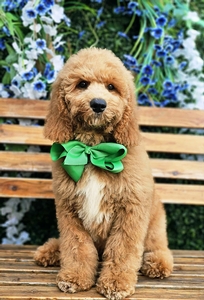 Kaia's Green Boy F1B Medium Goldendoolde