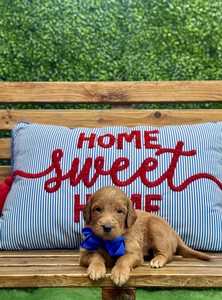 Roxy's Blue Boy mini Goldendoodle 