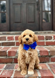 Sophie's Blue Boy