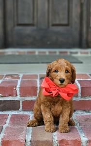 Phoebe's Red Boy mini Goldendoodle 