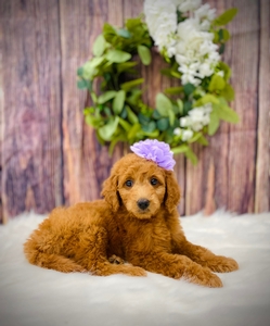 Dixie's Lilac Girl F1B mini /medium GoldenDoodle