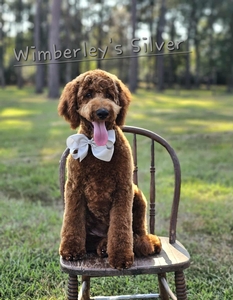 Wimberly's Silver Boy F1B Medium Goldendoodle
