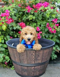 Roxy's Blue Boy mini Goldendoodle 