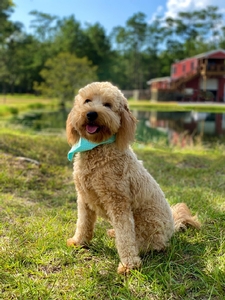 Teddy