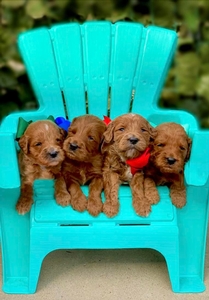April Puppies - Brittain/ River's Litter - Medium  F1B Goldendoodles /Go home 4-28