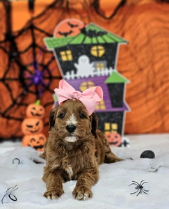 Apple's Light Pink F1B Standard Goldendoodles