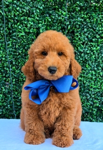 Peaches Blue Boy Mini Goldendoodle 