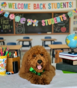 Lennon's Green  Boy F1BB Medium Goldendoodle